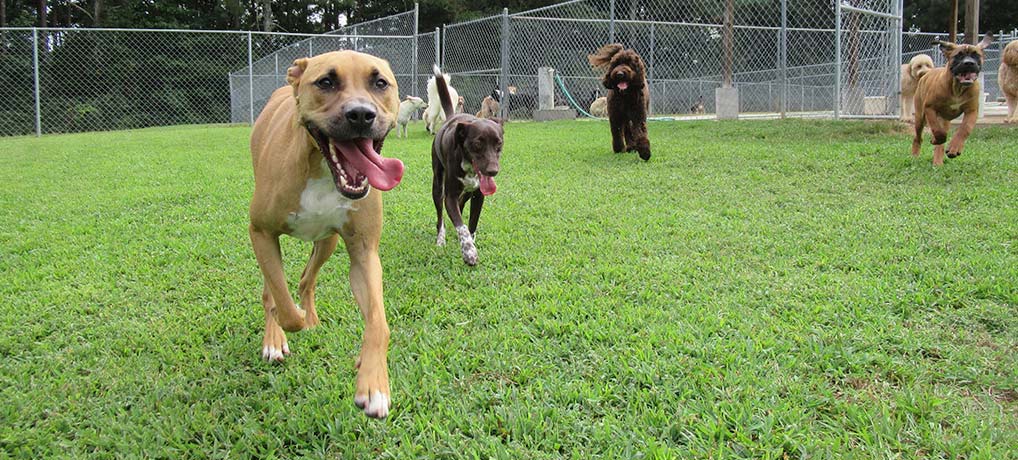 Luxurious Dog Boarding Kennel in Metro Atlanta