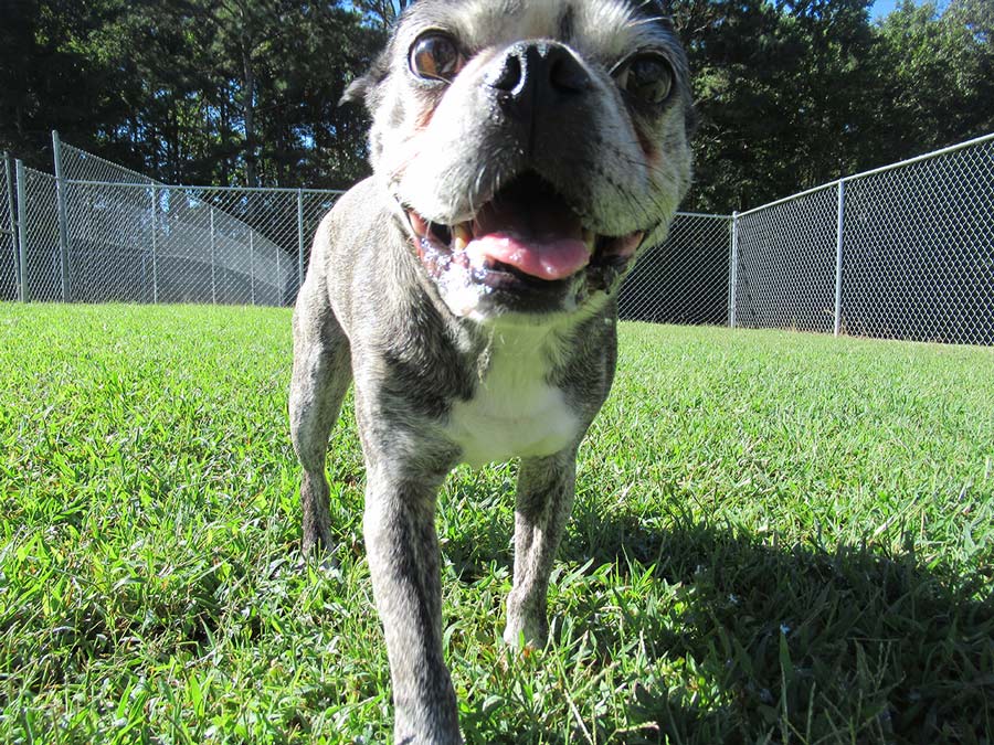 Dog looks directly into camera in sunny, grassy backyard of Smith Farms Kennels