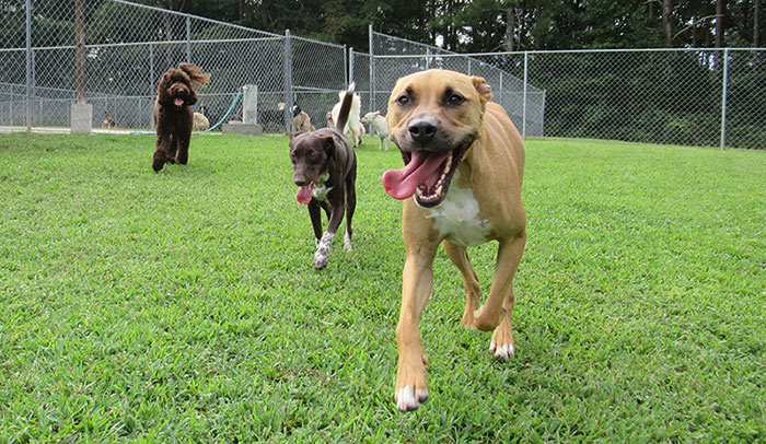 sfb-doggie-daycare-2447 Three big dogs run in grass at Doggie Daycare at Smith Farms Boarding