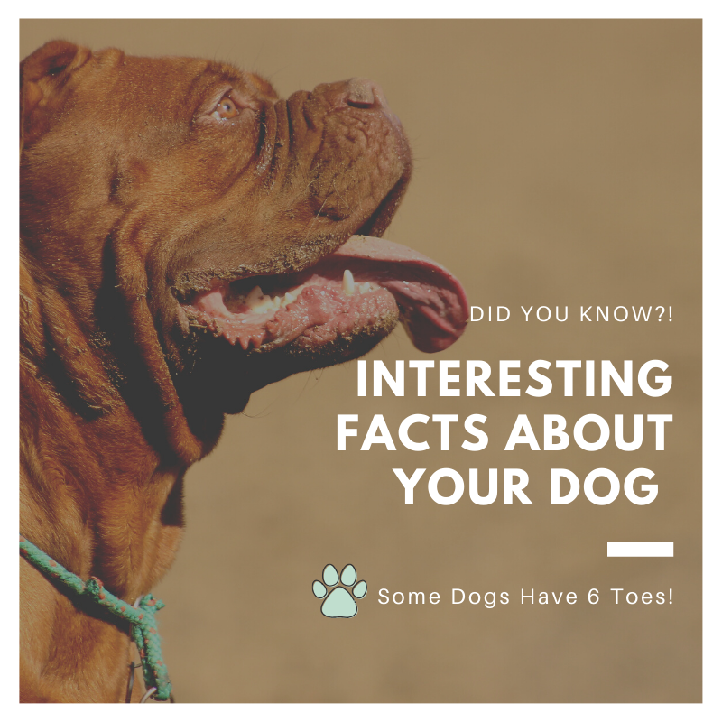 interesting facts about your dog