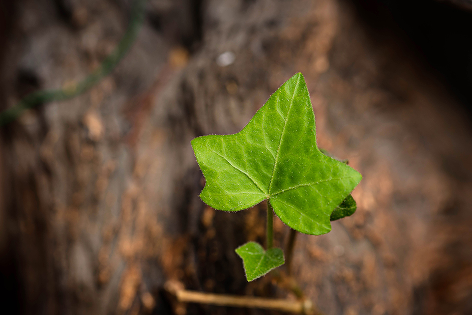 Plants Dangerous to Your Dog
