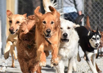 A bunch of dogs sprint together, ready to play at Smith Farms Kennel, the best doggy daycare and long-term dog boarding in Conyers, Georgia