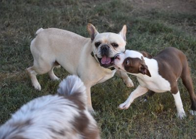 Excited dogs have play time in the grass at Smith Farms Kennel, the best dog boarding in Metro Atlanta