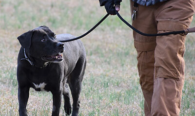 Training A dog is walked by a trainer at Smith Farms Kennel, the best doggy daycare and dog training in Conyers, Georgia