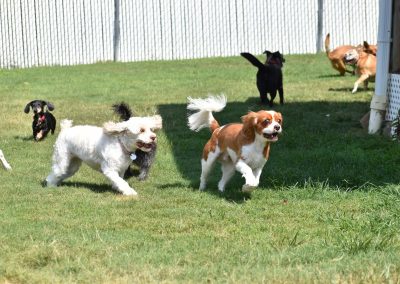 Several small dogs running around in the grass at Smith Farms Kennel, the best dog boarding in Conyers, Georgia