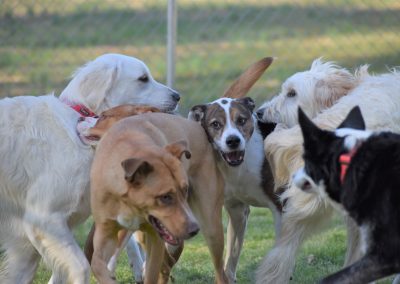 Dogs huddle and play together in the grass at Smith Farms Kennel, the best dog boarding in Metro Atlanta