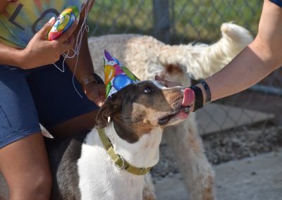 Happy dog celebrates with a birthday hat at Smith Farms Kennel, the best dog boarding in Conyers, Georgia
