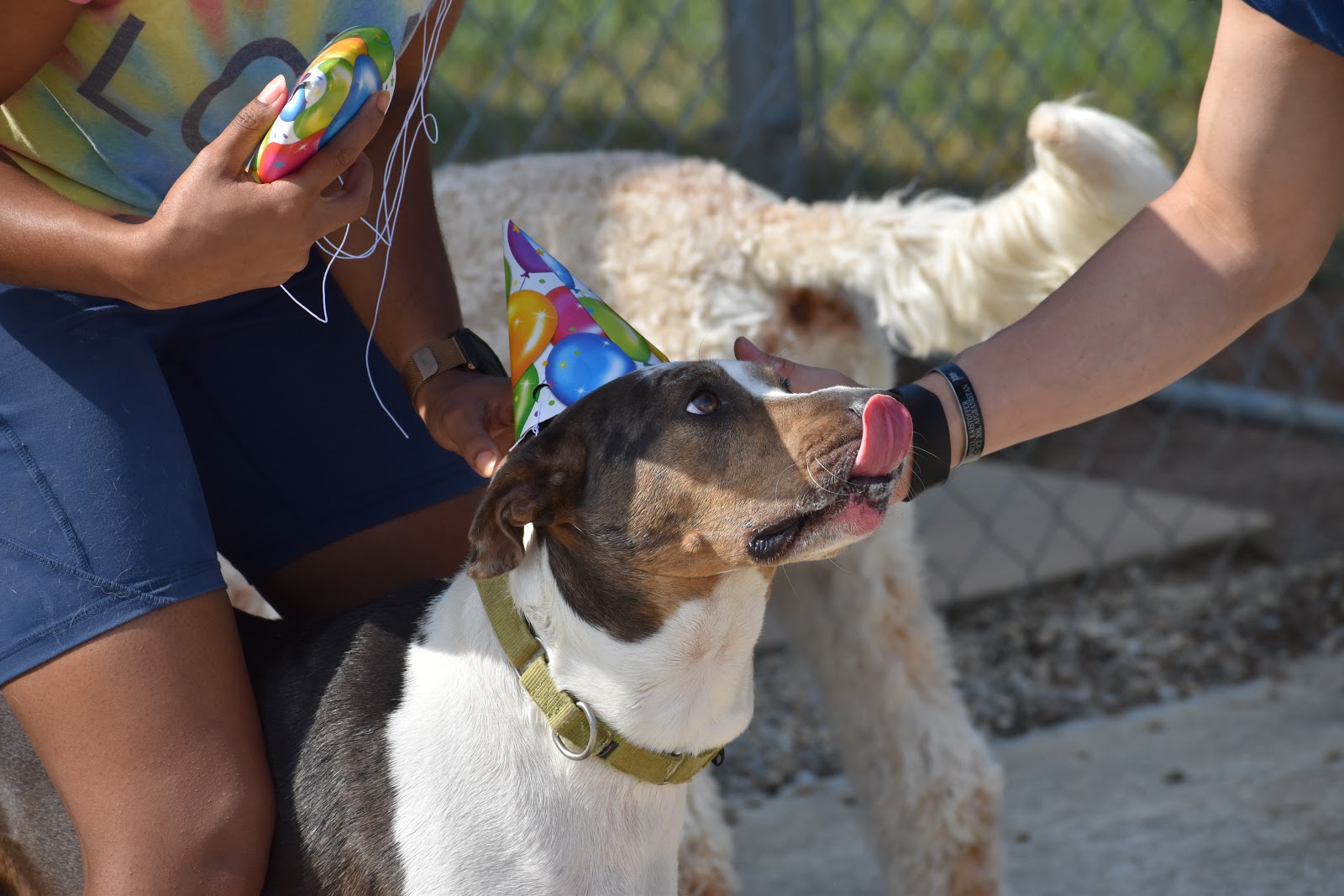 Happy dog celebrates with a birthday hat at Smith Farms Kennel, the best dog boarding in Conyers, Georgia
