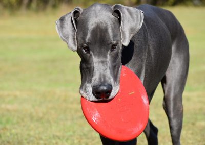 Dog runs up with a Frisbee in his mouth, ready for play time at Smith Farms Kennel, the best dog kennel in Metro Atlanta
