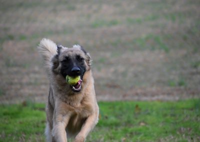 Dog runs up with a tennis ball in his mouth, ready to play fetch at Smith Farms Kennel, the best dog kennel in Metro Atlanta