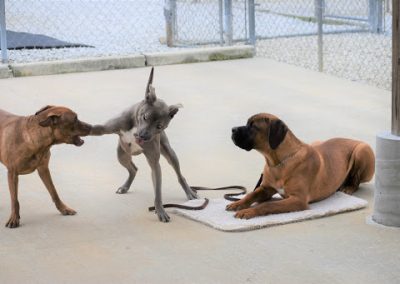 Three dogs playing at Smith Farms Kennel, the best kennel in Conyers, Georgia