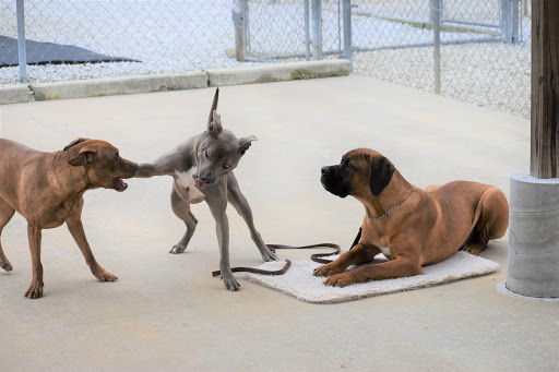 Three dogs playing at Smith Farms Kennel, the best kennel in Conyers, Georgia