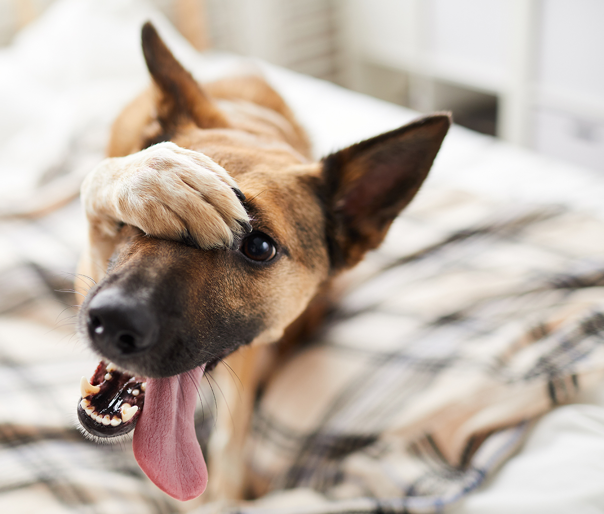 Tips for a Smooth Dog Adoption Transition