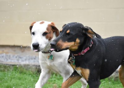 Two friendly dogs playing together at Smith Farms, the Best Kennel in Conyers, GA