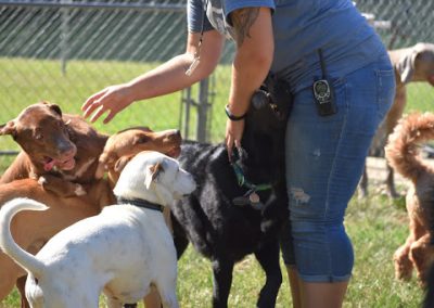 Dogs running up to greet trainer at Smith Farms Kennel, the best dog training in Conyers, Georgia