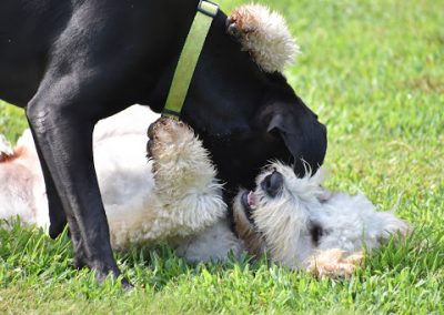 Dogs sniffing each other in the grass at Smith Farms Kennel, the best dog boarding in Conyers, Georgia