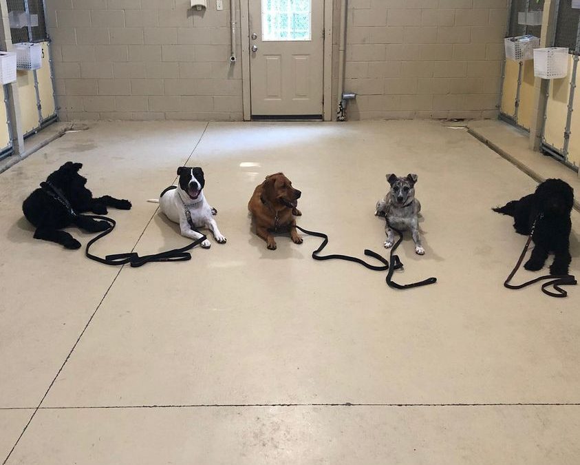 Socializing an Older Dog