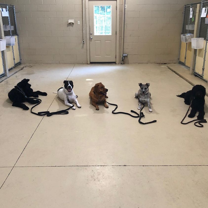 Socializing an Older Dog