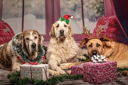 Holiday Fun with Your Dog