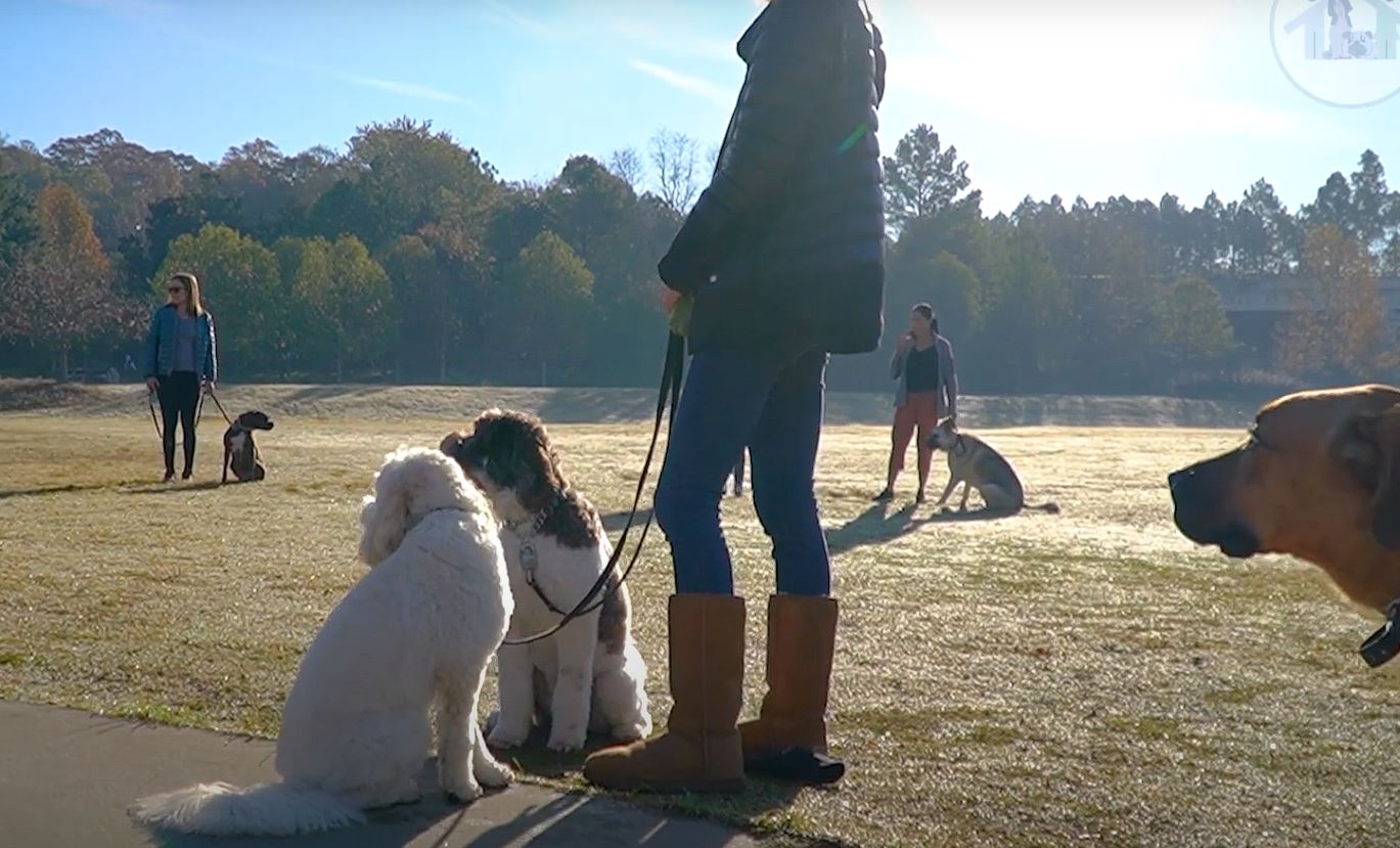 Atlanta Dog Boarding | Spacious & Trusted Dog Boarding Near Atlanta