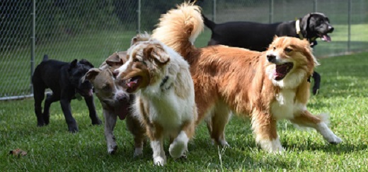 Fun at Dog Parks or Doggie Daycare
