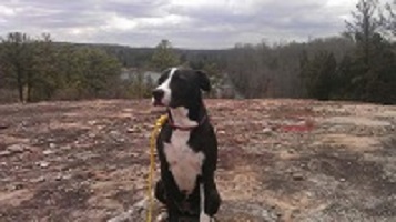 Top Dog-Friendly Hiking Trails Near Atlanta