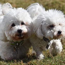 Doggy Daycare, two sweet white dogs at Smith Farms Kennels Atlanta