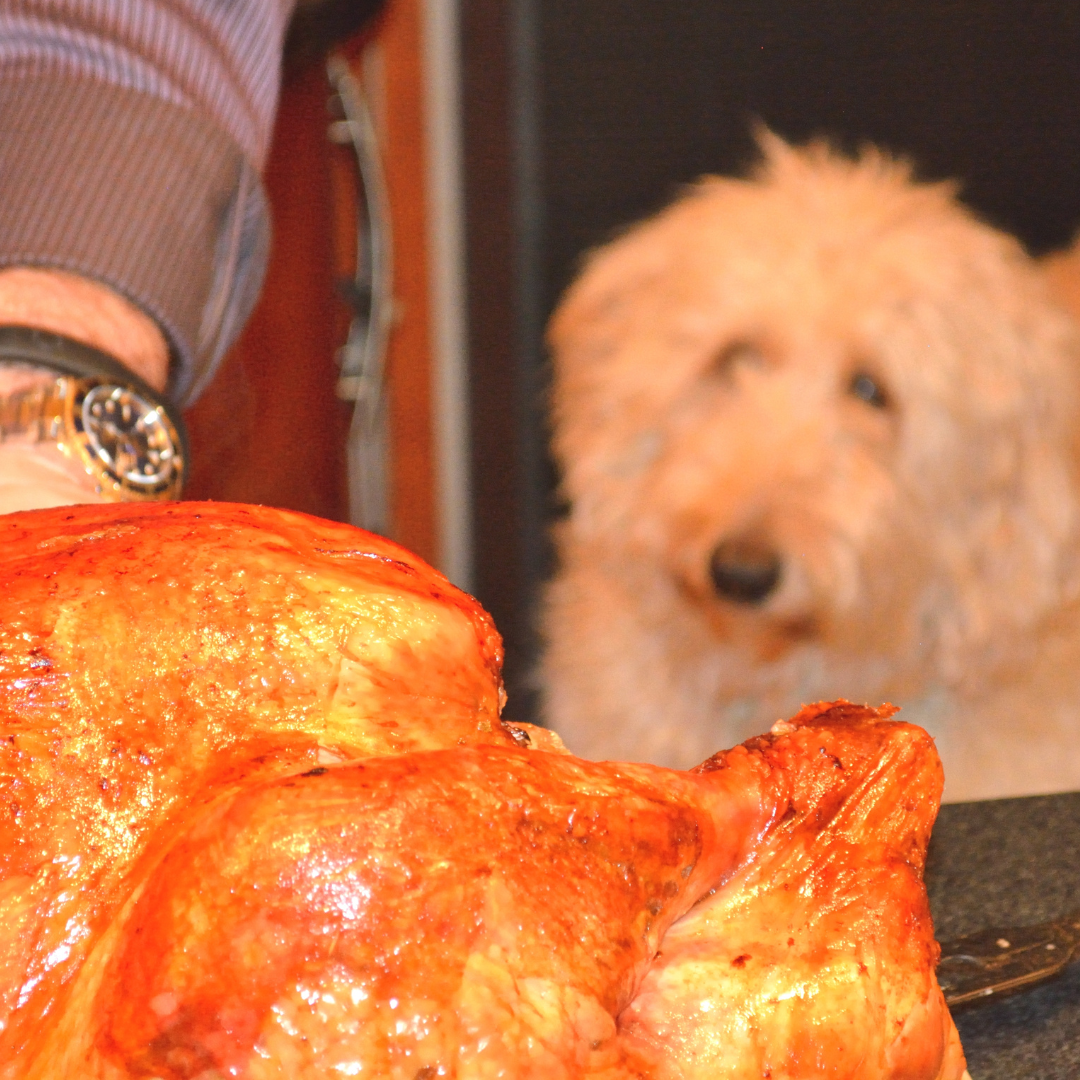 Safe foods for your Dogs during the Holiday Season