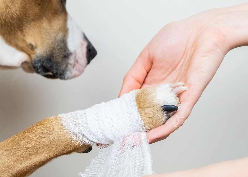 Why is it important to be careful to protect a dog’s pads in hot weather when walking?