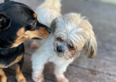 Two dogs at Smith Farms Doggy Daycare in Metro Atlanta