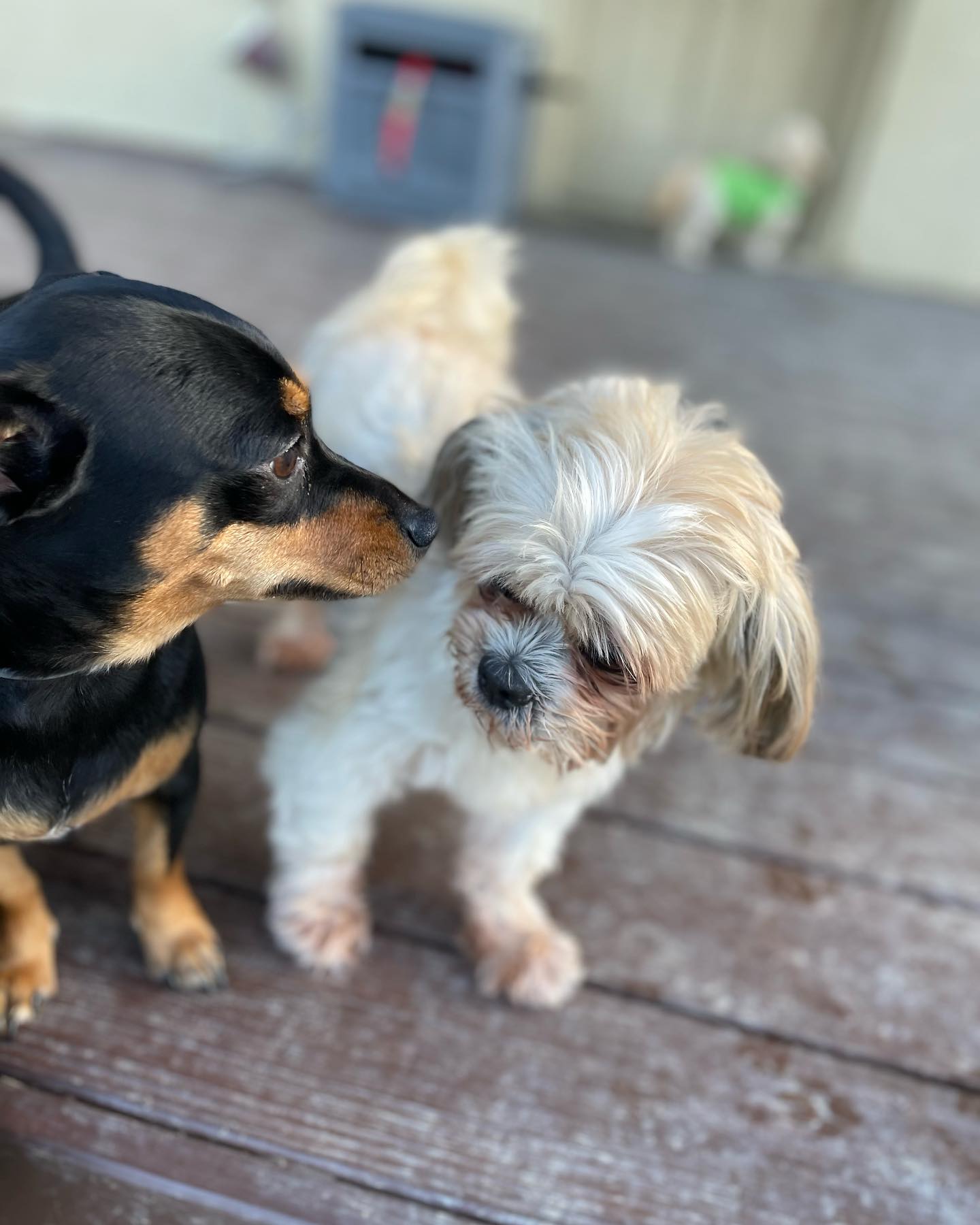 Two dogs at Smith Farms Doggy Daycare in Metro Atlanta