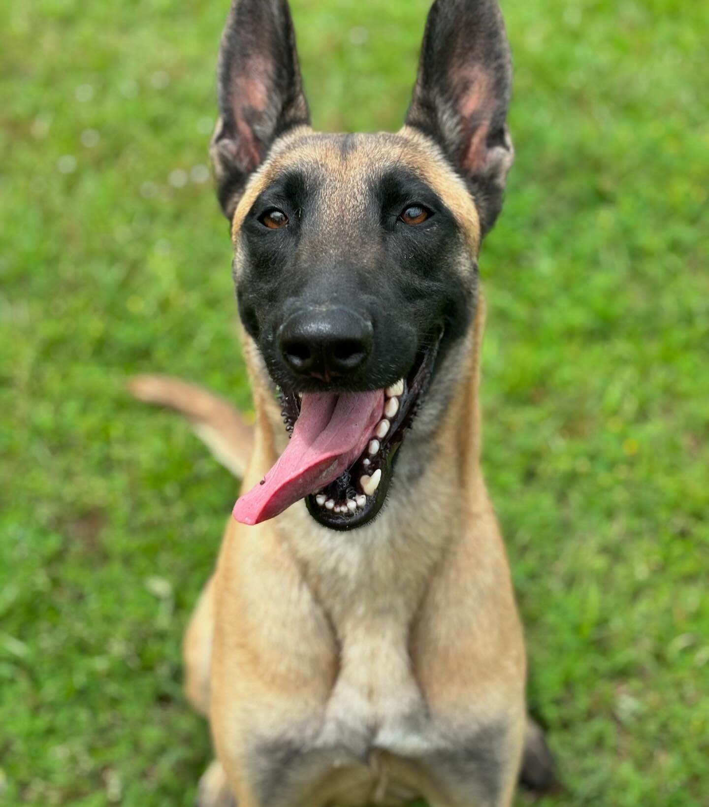 Top-Quality Boarding for Large Dogs at Smith Farms Kennels