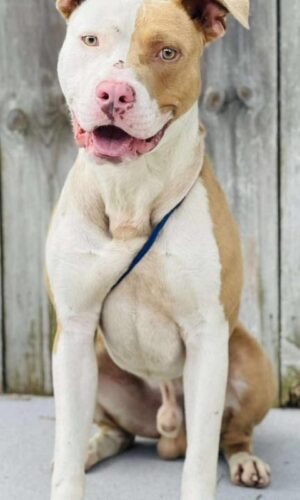 AC#3197 “Vinnie”