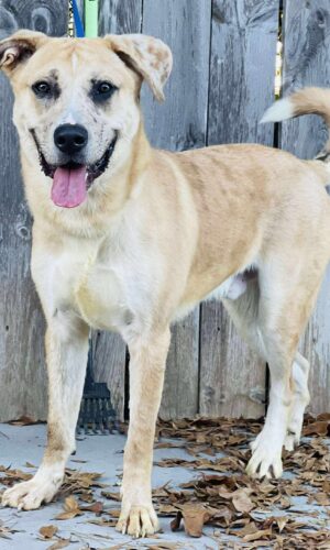 AC#3958 “Crescent”