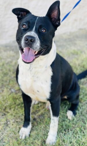 AC#3396 “Archie”