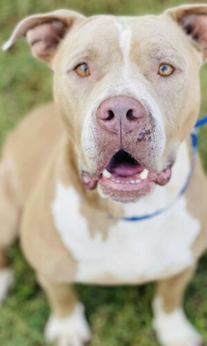 AC#3639″ Oaklyn”