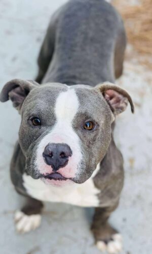 AC#3905 ” Chungus”