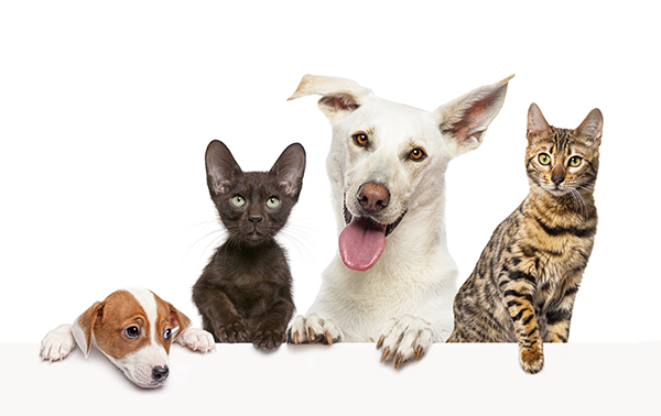 Group of pets leaning together on a empty web banner to place text. Cats and dogs