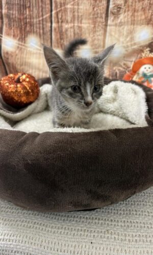 AC#Pending “Sushi”