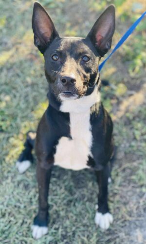 AC#3974 “Dakota”